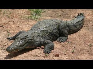 Йога - путь к свету!  глава 28 "Поза крокодила «Макарасана»" автор Вайрагья