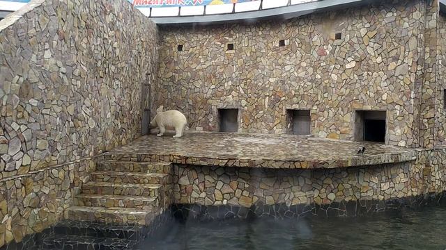 Санкт-Петербург. Полярный медведь в Ленинградском зоопарке / Polar bear in the Leningrad zoo. смотреть онлайн