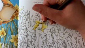 How to Colour Daffodil Flowers - Adult Colouring Tutorial