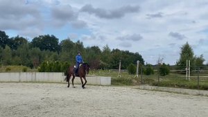 Амалия 2019 #продажалошадей