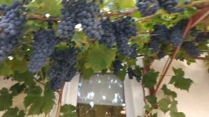 Каберне Кортис (Cabernet Cortis)