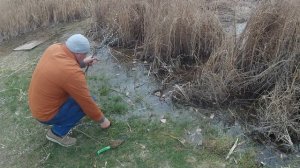 Верба в парковом озере.