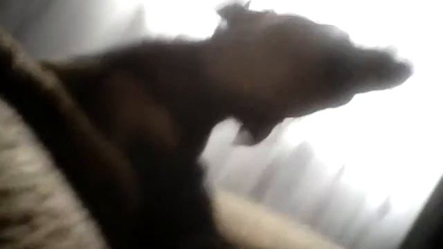 Собака скучает по лучшему другу смотреть онлайн