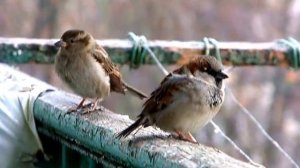 Воробьиная песня /Song sparrow