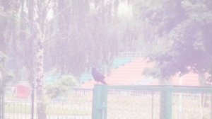 Калинковичи (Kalinkovichi)