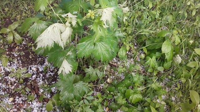 Урожай ПОБИД??????????? смотреть онлайн