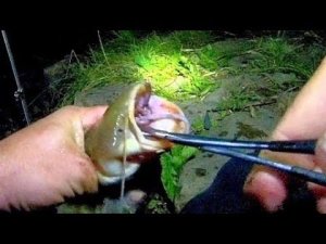 ИСПОРТИЛИ РЫБАЛКУ !!! ВО ВРЕМЯ УЕХАЛ! РЫБАЛКА НА СОМА С НОЧËВКОЙ!