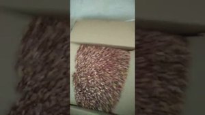 Калибровка бульбочек чеснока сорт Шадейка