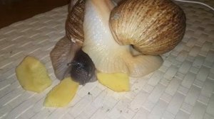 Картофель для улиток, вред или польза?