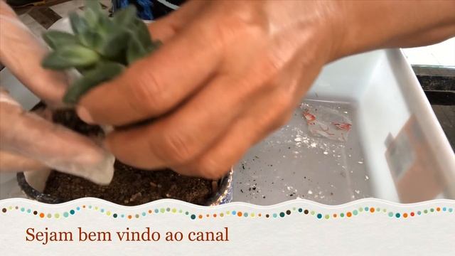 #Diy vamos plantar suculentas diamante ?,(pachyphytum Compactum смотреть онлайн