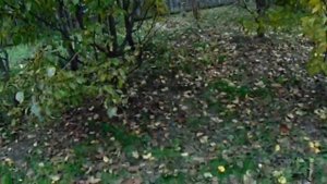 Груша Космическая из Высшей лиги груш Железова.mp4