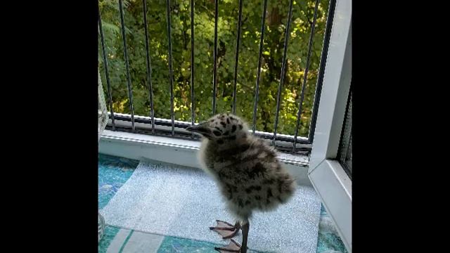 Фото с птенцом чайки. смотреть онлайн