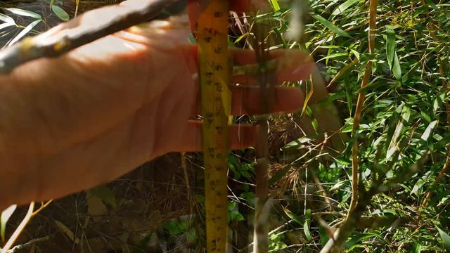 З якою швидкістю росте бамбук? Заміряв три тижні) Вирощування бамбука на дачі смотреть онлайн