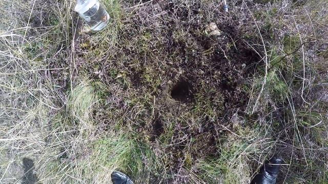 Посадили дуб в Мраморном смотреть онлайн