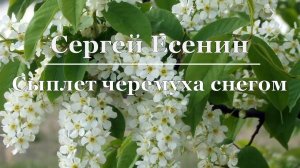 Сергей Есенин - Сыплет черемуха снегом