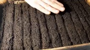 КАК ВЫРАСТИТЬ ВЕРБЕНУ ИЗ СЕМЯН 100% ВСХОЖЕСТЬ ВЕРБЕНЫ.mp4