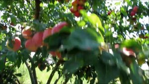 Алыча Комета Кубанская