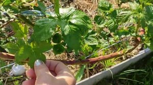 Ежевика молодые побеги сорт Натчез