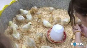 Контактный зоопарк. Милана в зоопарке.