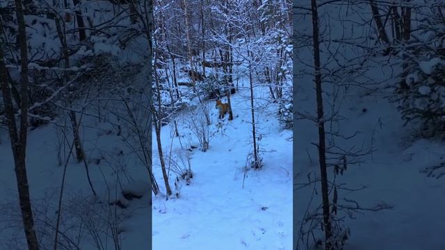 Лиса 🦊 Красноярский заповедник столбы