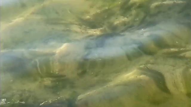 КАК ПОЧИСТИТЬ КРОВЬ, ХУДЕТЬ МЯГКО И БЫСТРО И ПОНИЗИТЬ ХОЛЕСТЕРИН - ПЬЮ ЭТО ПО ЛИТРУ 14.09.2020 г. смотреть онлайн