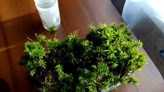 Мох в домашних условиях.