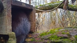 Охота на норку_Ящичная ловушка СУАС