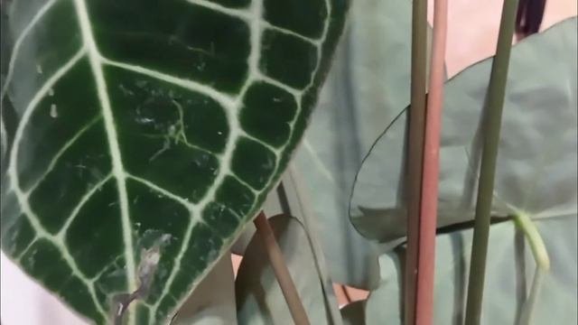 Антуриум Кларинервиум удаление цветоносов