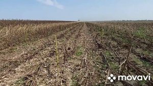 Уборка подсолнечника 2021. Пионер 136🌻🌻🌻🌻 Рекордного урожая не будет!!! Заразиха на юге Украины G+