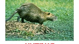 Животные зайцы грызуны звук