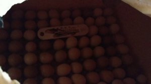 1-ый день инкубации куриных яиц ❤️/ Совместная инкубация/ Температура/ Переворот яиц