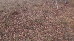 Охота на кабана с лайками в кукурузных полях. Hunting for wild boar with huskies in corn fields.