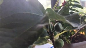 Figs. I-258. Инжир, сорт итальянский 258. Контернейрное инжироводство.