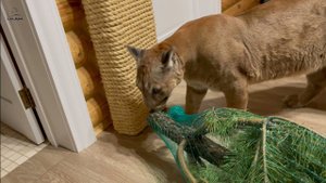 С Новым Годом! Пума Месси и новогодняя ёлка