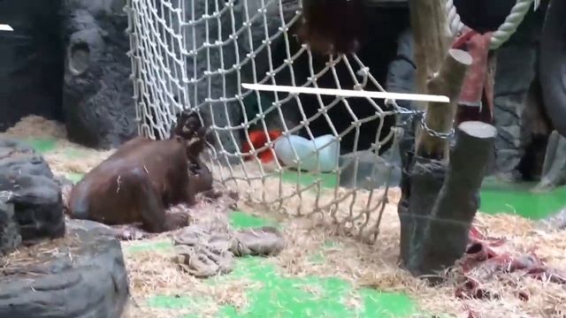 Это умиляет :D ?Ребёнок орангутан хочет пообщается с человеческими детьми смотреть онлайн