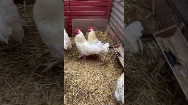 Петухи Пушкинской породы. Возраст 5 месяцев смотреть онлайн