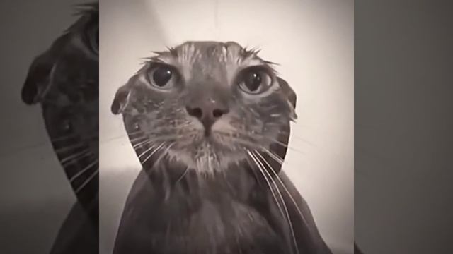 хтыщ хтыщ бам смотреть онлайн