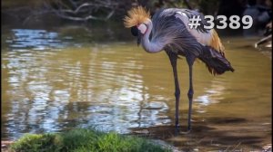 #3389. Журавли (В мире животных)