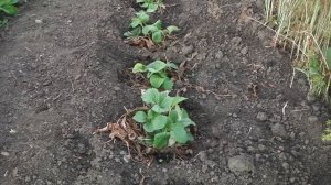 УХОД ЗА КЛУБНИКОЙ ПОСАЖЕННОЙ ОСЕНЬЮ . ВОПРОСЫ - ОТВЕТЫ