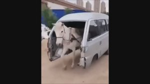 Приколы|Смешные видео|#25))