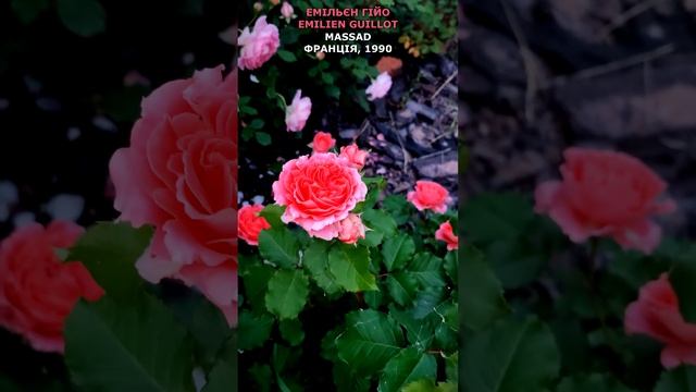 Троянда Емільєн Гійо в моєму саду 13.06.22 Emilien Guillot Rose in my garden. Massad Франция #short