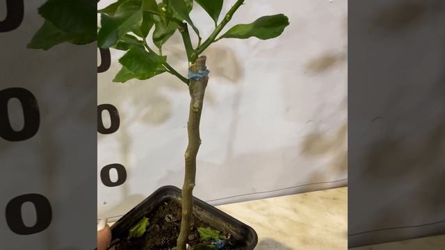 Лимон, цитрон, лимономедика Ругозо / limon «Rugoso» смотреть онлайн