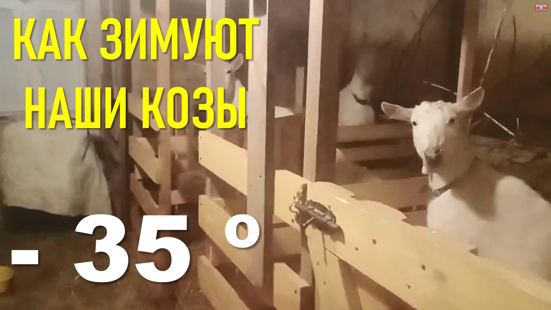 Зимовка животных в морозы