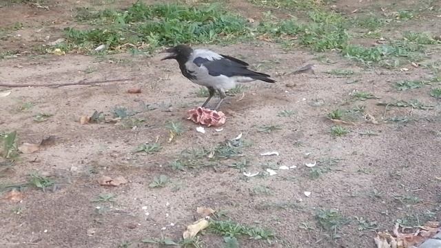 Ворона отец позволяет сыну поесть \ Hooded crow dad lets his son feed on a piece of meat смотреть онлайн