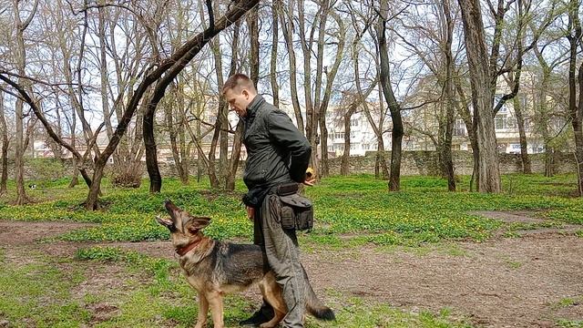 немецкая овчарка дрессировка немецкой овчарки как дрессировать немецкую овчарку Занятие с овчаркой
