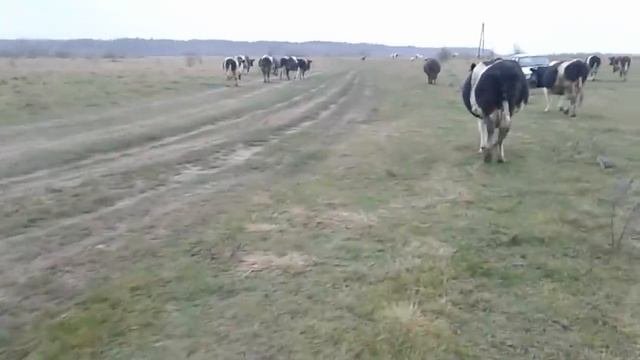 Молочность коровы-от чего зависит?!Кого хочу купить?!!!