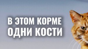 Как выбрать кошке хороший корм, а не отбросы мясопроизводства