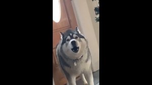 Husky's got something to say but with piano