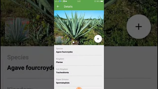 PlantSnap identifies a Henequen (Agave fourcroydes)