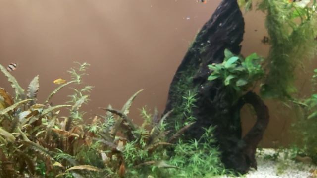 Дизайн аквариума с барбусами смотреть онлайн